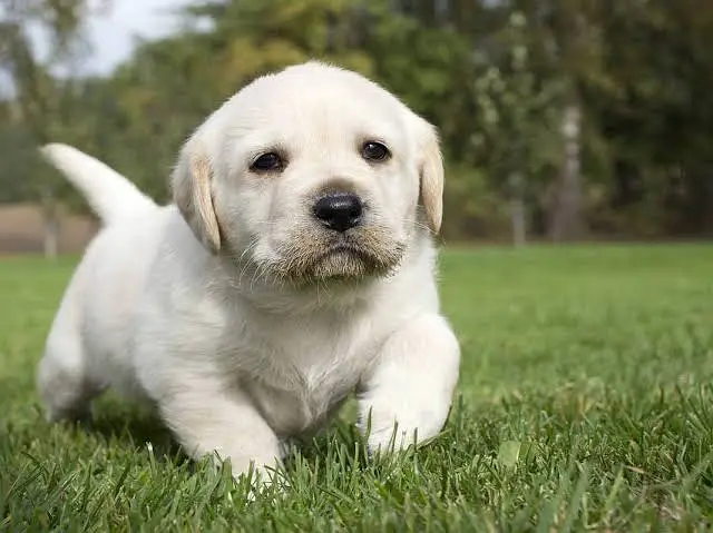 Labrador Puppies 03201410208 — photo 2