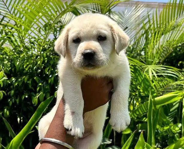 Labrador Puppies 03201410208 — photo 3