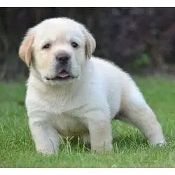 Labrador Puppies 03201410208 — photo 4