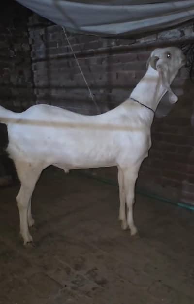 Jori Rajanpori Aik 2 dant aik 4 dant nigar Jori. . . .