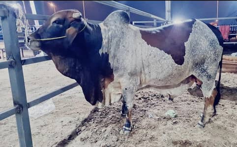 bull for Qurbani