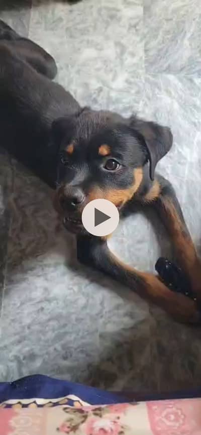 Rottweiler puppy available