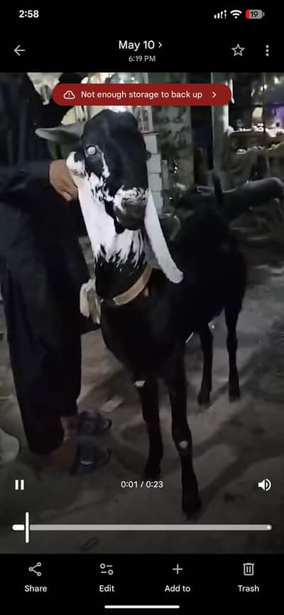beautiful black bakra