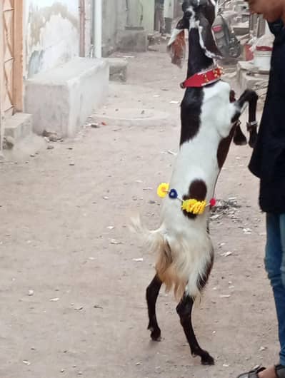 new add Qurabani k bakra bakri   urgent sale