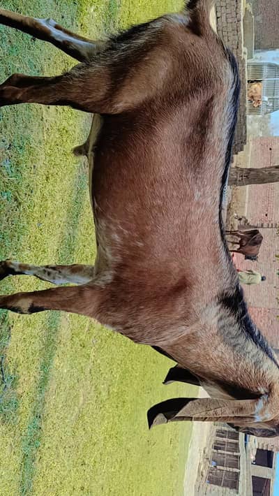 Nagra Beetal | Qurbani Bkra | High-quality male |  2 daant |