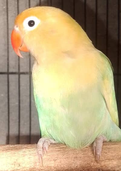 some love birds berder pair for sale with DNA