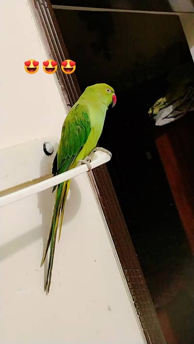 Beautiful Talking Female Parrot /(breeder)