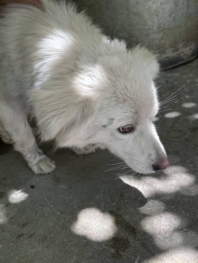 Russian triple coated,may look a little dirty but we will washed him