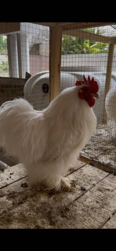 White silk bantam male&pair for sale