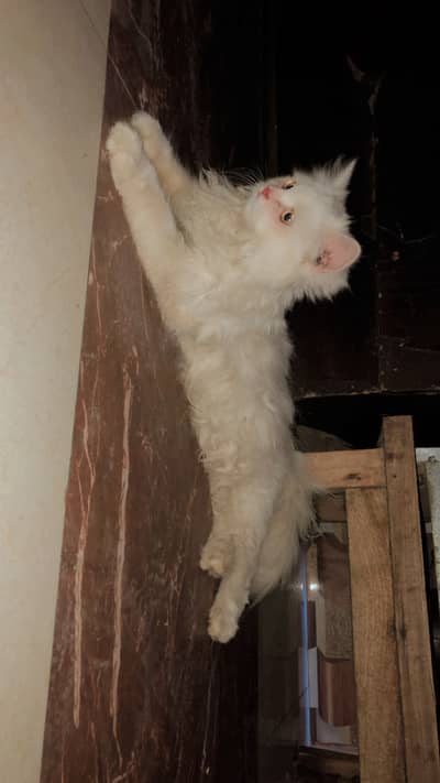 Cat for sale