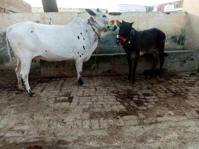 For Qurbani