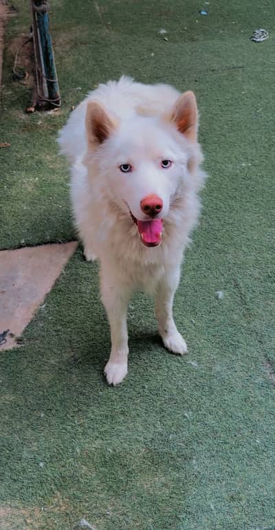 Siberian Husky