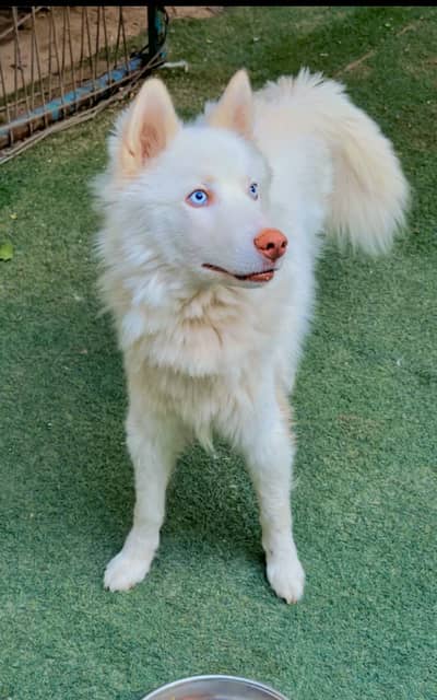 Siberian Husky