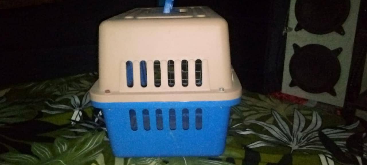 cat box 1