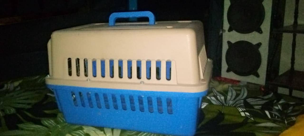 cat box 2