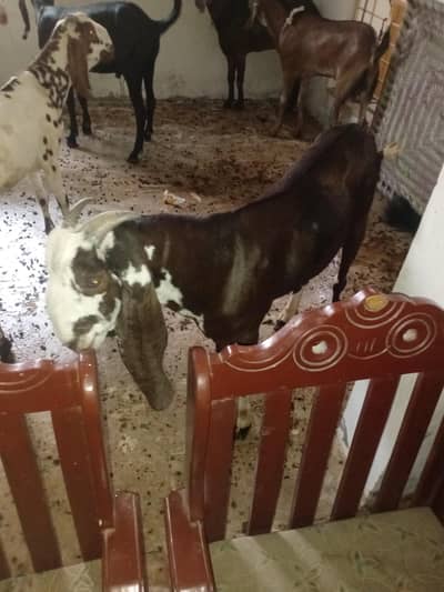 bakra