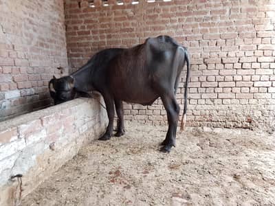 2 dant katta for sale