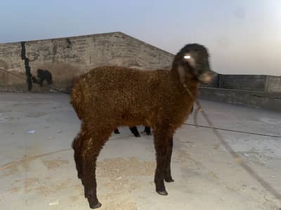 Urgent Sale 2 Healthy Dumbe