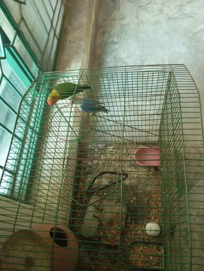 green opline and blue opline lovebird pair for sale