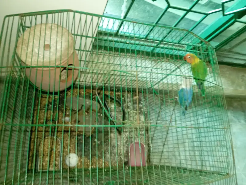 green opline and blue opline lovebird pair for sale — photo 2