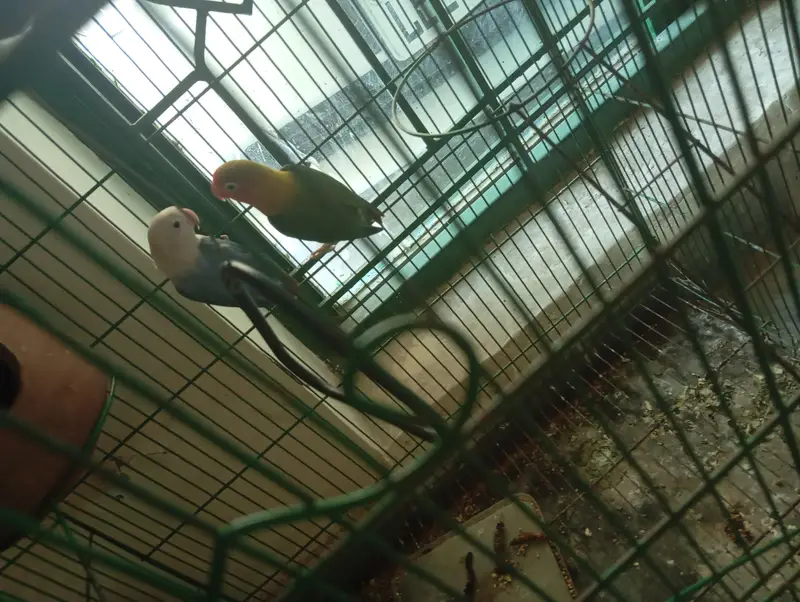 green opline and blue opline lovebird pair for sale — photo 3
