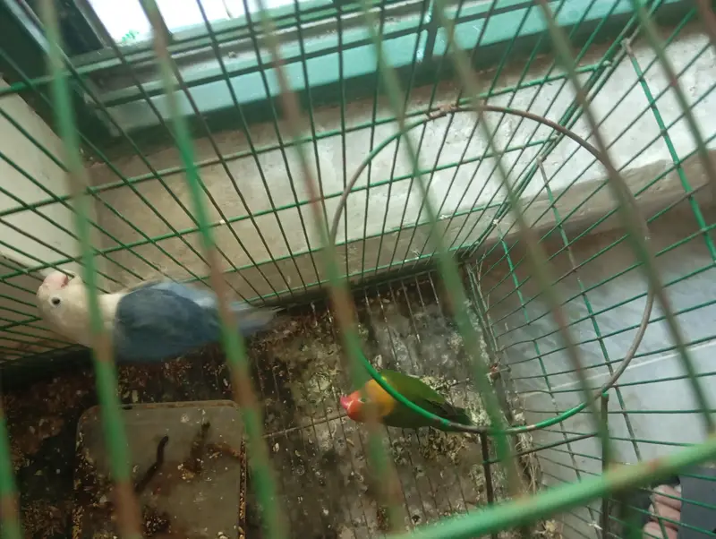 green opline and blue opline lovebird pair for sale — photo 4