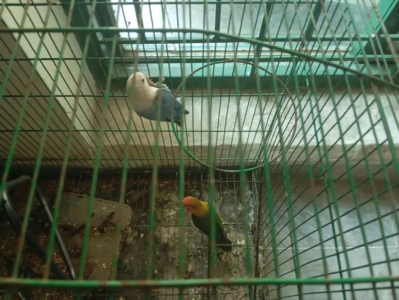 green opline and blue opline lovebird pair for sale — photo 5