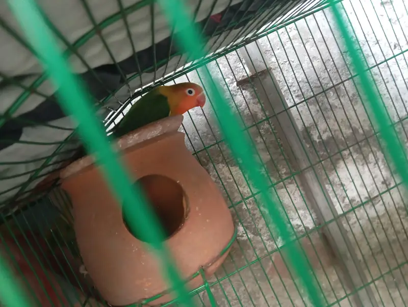 green opline and blue opline lovebird pair for sale — photo 6