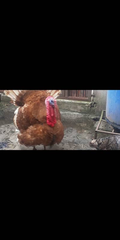 Turkey bird