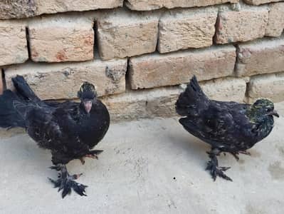 100% Pure American Black Pair