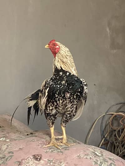 Java aseel mianwali for sale