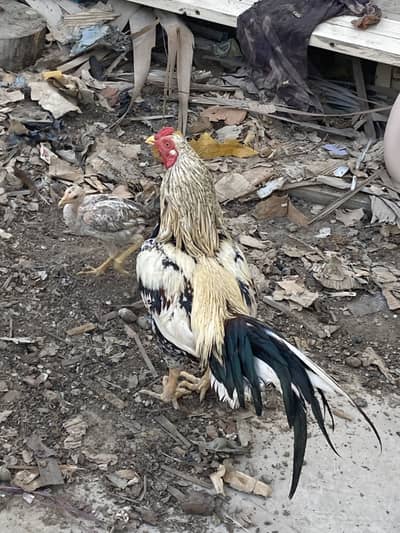 Java aseel mianwali for sale