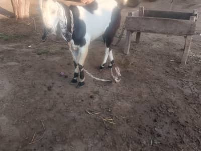 Bakra for sell 2 dant ha