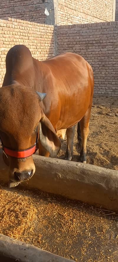 Brahman bull MR BURAQ 123/A