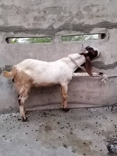 2 dant khasi Bakra healthy and active for qurbani 2026