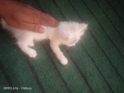 baby cat