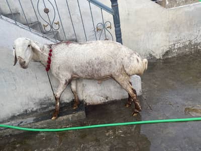 dumba heavy weight qurbani 2026