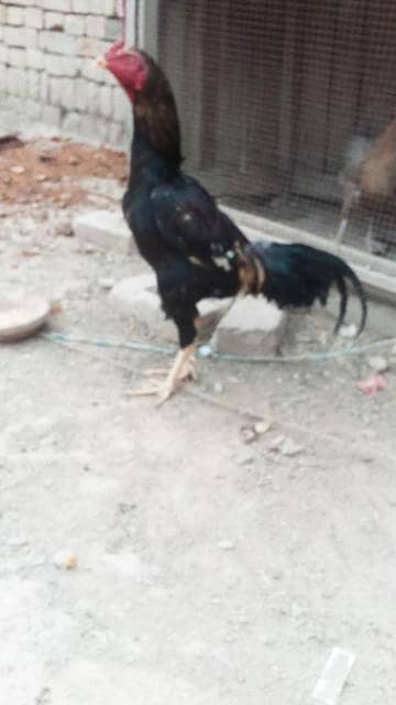 Pure aseel Jawa & aseel chicks