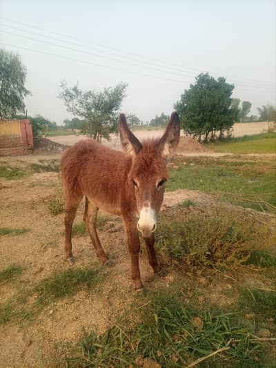 Male Donkey Age 3 month