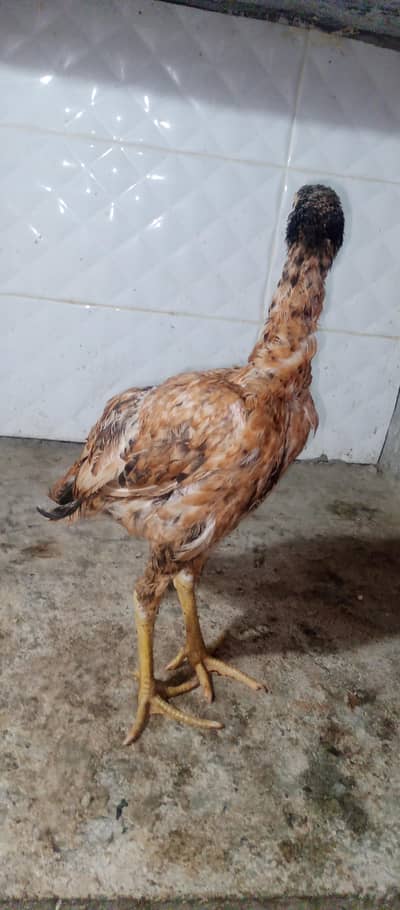 Aseel patha for sale