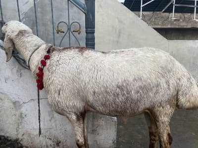 Dumba heavy weight qurbani Bakra chatra kajla white dumba