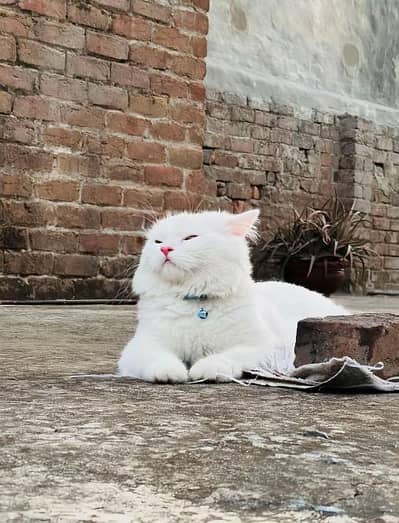 Persian cat for my sale my Watsap Number 0346*4645653