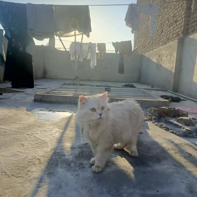 Persian Male Cat Triple Coat