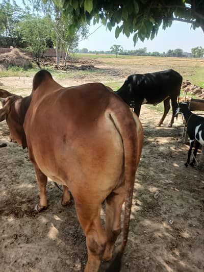 Bull for Qurbani / 4 mann / 2dant