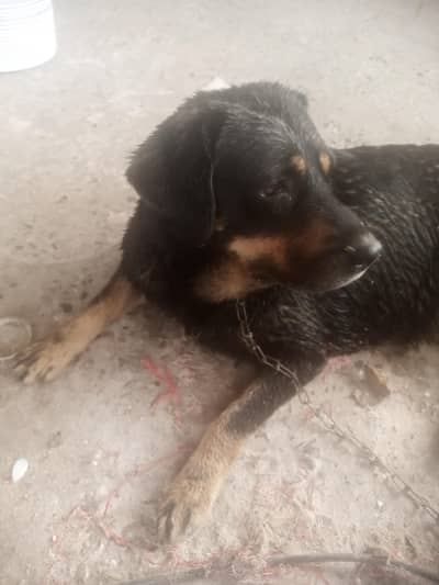 very intelligent and friendly dog