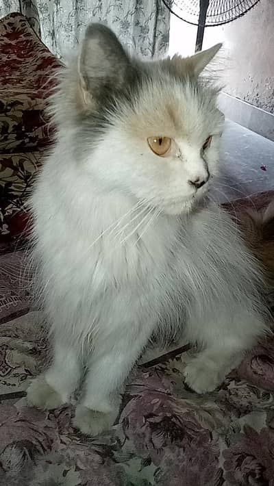 Parshion Cat Female
