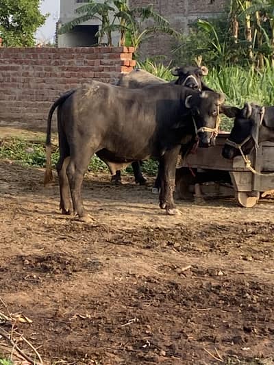 Qurbani ky ly johta