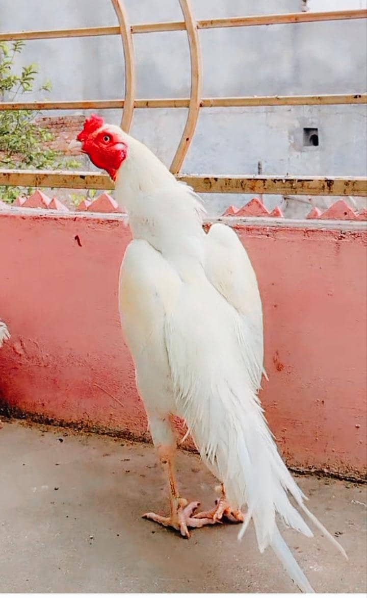 Heera patha 0