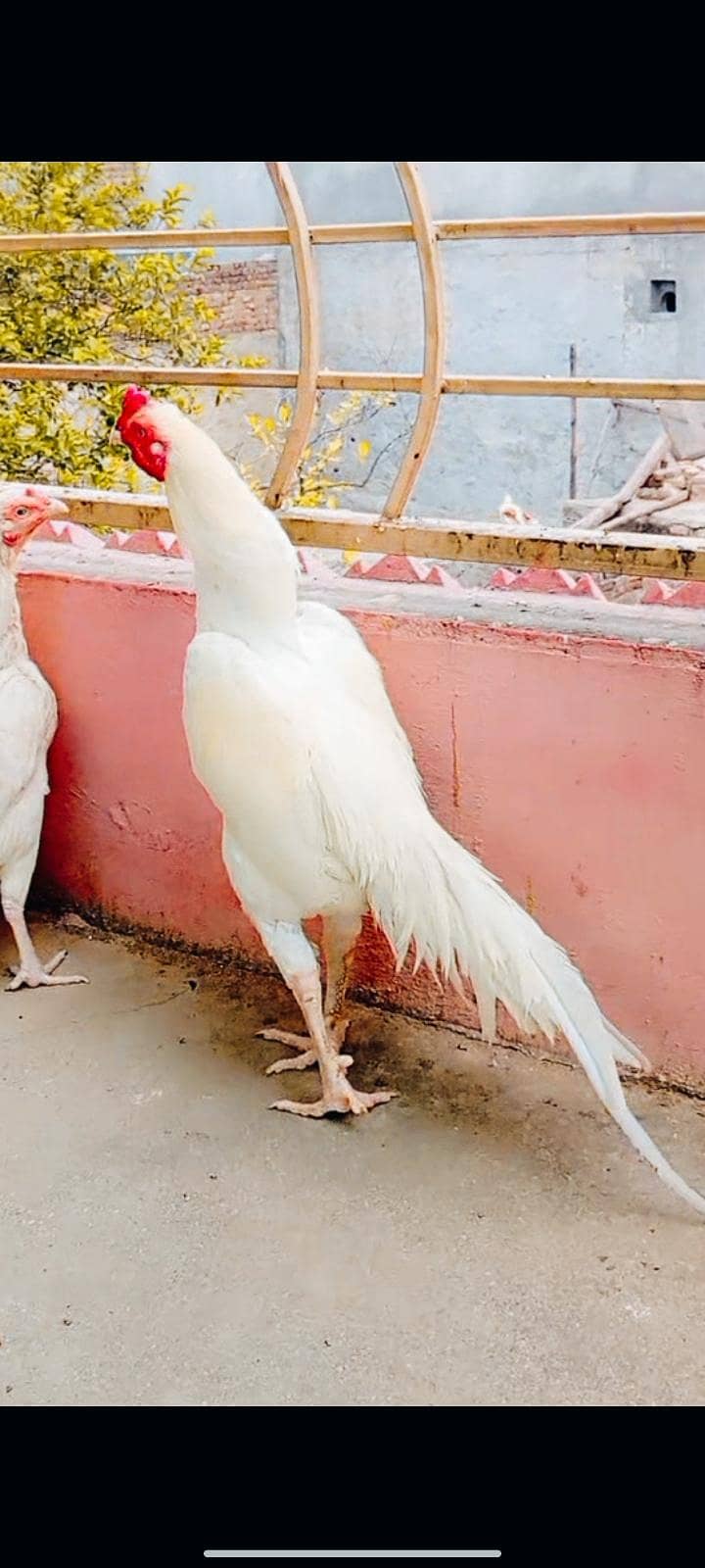 Heera patha 2