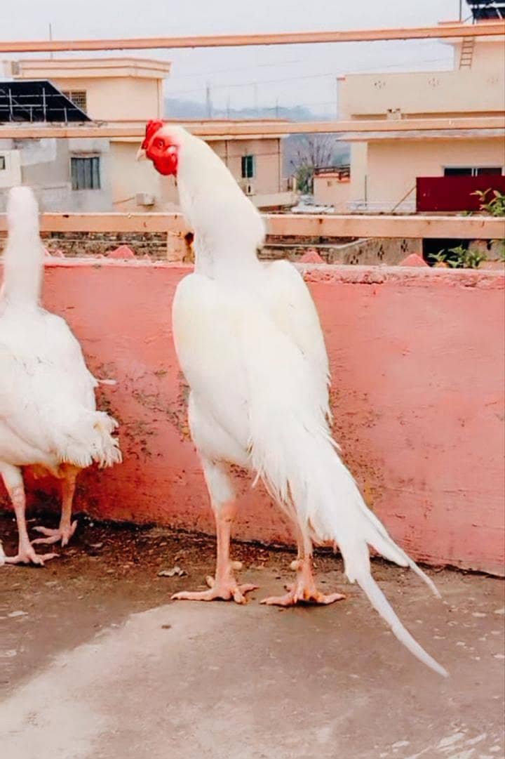 Heera patha 3